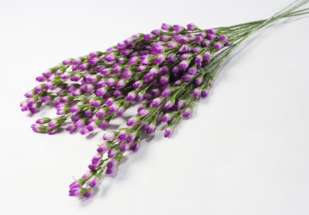 Ветка с мелкими тюльпанами