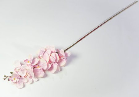 Ветка орхидеи Клеопатра 2