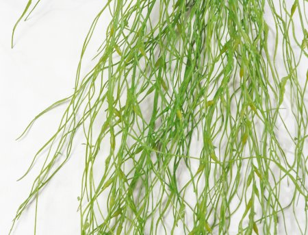 картинка Тилландсия "Лето" от магазина KALINA