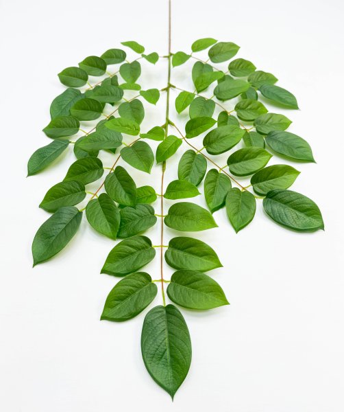 картинка Ветка гуавы зеленая от магазина KALINA