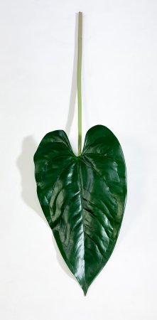 картинка Антуриум лист от магазина KALINA