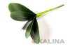 картинка Лист орхидеи маленький, 5 листков от магазина KALINA