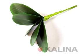 картинка Лист орхидеи маленький, 5 листков от магазина KALINA