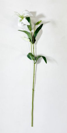 Лилия "Неженка" белая