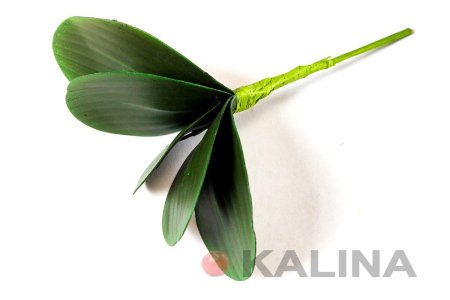 картинка Лист орхидеи маленький, 5 листков от магазина KALINA
