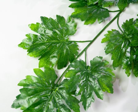 картинка Лист винограда крупный от магазина KALINA