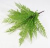 Папоротник Таёжный светлый