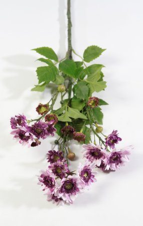 Ветка хризантемы кустовой жимолость