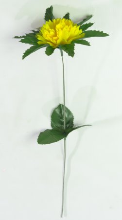 Гвоздика резная