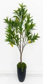 Куст манго 170 см БЕЗ КАШПО