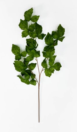 Ветка малины зеленая