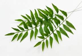 Лист дерева Ним