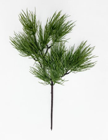 картинка Бонсай сосна Веймутова от магазина KALINA