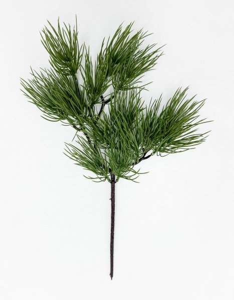 картинка Бонсай сосна Веймутова от магазина KALINA