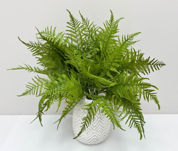 картинка Даваллия Мариса  от магазина KALINA