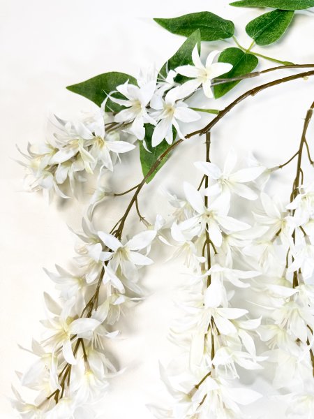 Глициния шелковистая белая