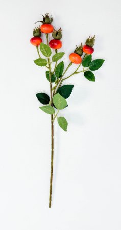 Шиповник "Яблочный" оранжевый