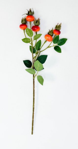 Шиповник "Яблочный" оранжевый