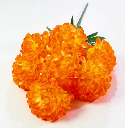 Шафран махровый 7 веток