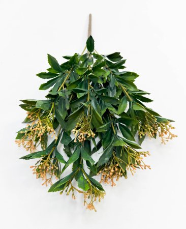 Каланхоэ оранжевый