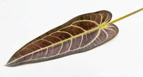 картинка Антуриум "Варока поздняя осень"  от магазина KALINA