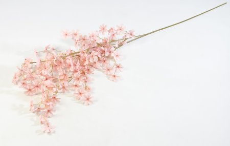 Ветка сакуры Сезон чайная роза