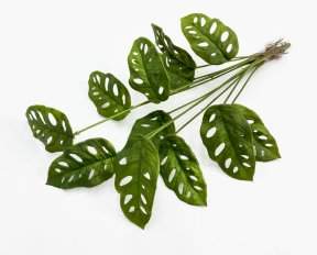 картинка Монстера Обликва Манки Маск 12 листов от магазина KALINA