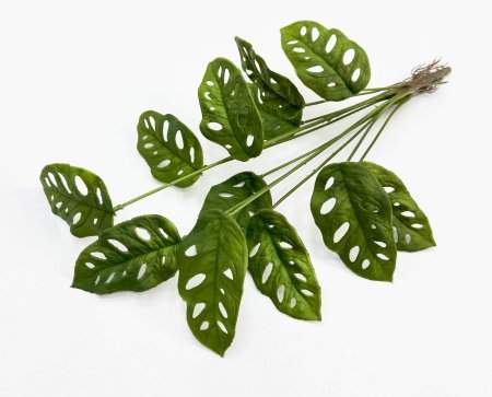 картинка Монстера Обликва Манки Маск 12 листов от магазина KALINA