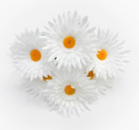 Ромашка Луговая красавица 6 цветков