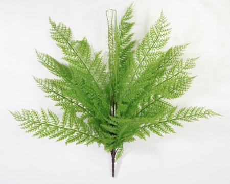 картинка Папоротник Таёжный светлый от магазина KALINA