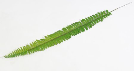 картинка Лист нефролеписа большой от магазина KALINA