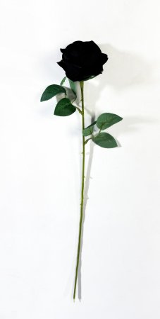 Роза бархат Лапуля черная