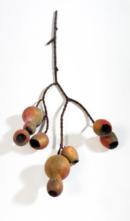 Плоды эвкалипта