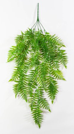 картинка Оноклея ампельная от магазина KALINA