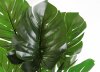 Куст монстеры большой БЕЗ КАШПО 150 см.