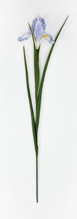 Ирис "Спурия" голубой