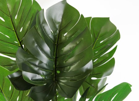 Куст монстеры большой БЕЗ КАШПО 150 см.