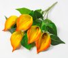 Букет калл из латекса 5 цветков