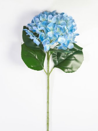 Гортензия голубая