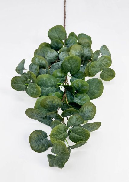 картинка Эвкалипт ветка "Великан" от магазина KALINA