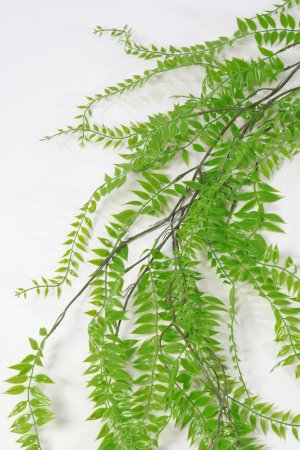 картинка Ампельная зелень "Элизабет" 175 см от магазина KALINA