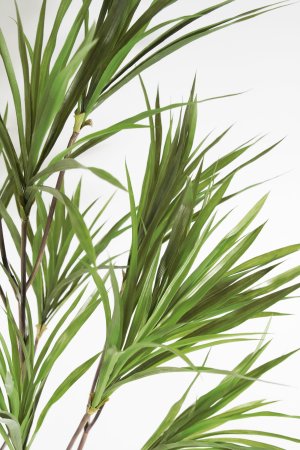 Драцена Анита БЕЗ КАШПО 170 см