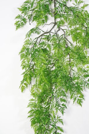 картинка Азиялат ампельный от магазина KALINA