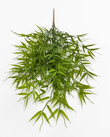 картинка Бамбук Погонатерум от магазина KALINA