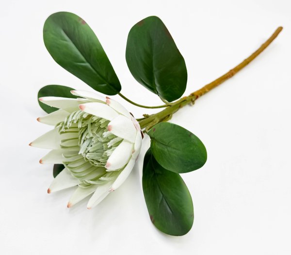 Протея артишоковая "Арктический холод"