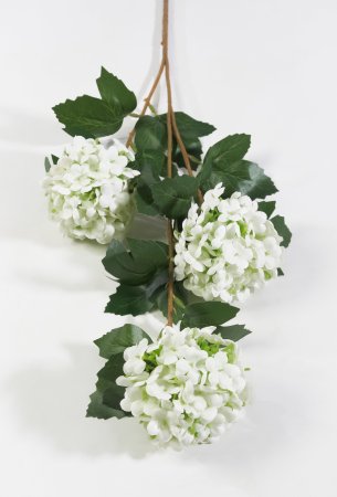 Калина Бульденеж белая