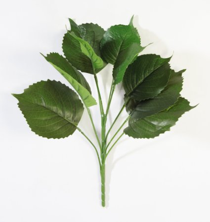 картинка Ольха ботаническая копия от магазина KALINA