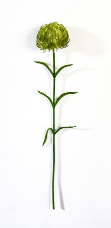 Гвоздика светло-зеленая