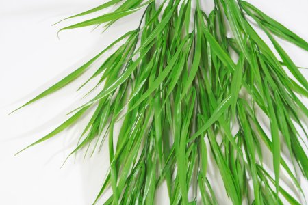 картинка Ампельная зелень Актара от магазина KALINA