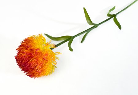 Гвоздика оранжево-красная